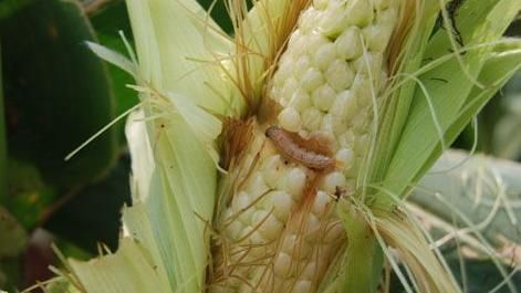 秋行軍蟲入侵！農民：這種蟲更恐怖