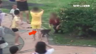公園遛猴咬傷童　飼主最高可罰30萬
