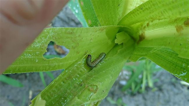 秋行軍蟲全台52例　剩5縣市未淪陷