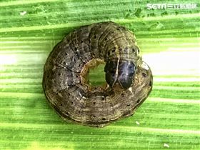 秋行軍蟲,金山,玉米田,新北市農業局