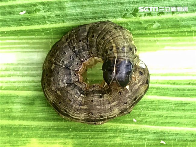 金山淪陷！秋行軍蟲肆虐玉米田