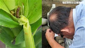 彰化淪陷了！秋行軍蟲肆虐玉米田／農民陳先生提供