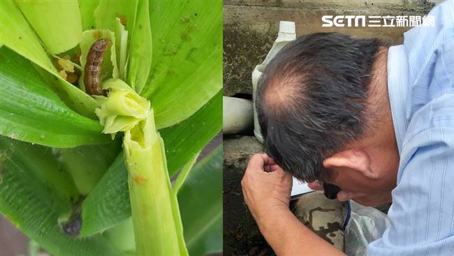 彰化兩地遭秋行軍蟲入侵　明銷毀掩埋
