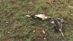 愛愛,澳洲,電線桿,停電,誤觸,澳洲,笑翠鳥,爆炸,伯斯 圖／翻攝自推特