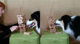 牧羊犬SECRET玩疊疊樂。(圖/翻攝自my_aussie_gal IG)