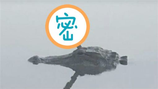 她湖邊驚見！「鱷魚腦門插了牛排刀」