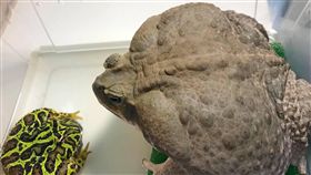 海蟾蜍／許晴提供