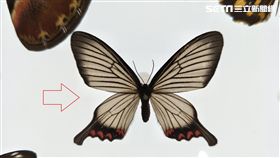 松村氏淺翅鳳蛾