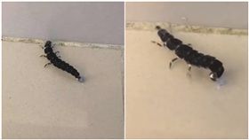 螢火蟲,幼蟲,火金姑,裝死(圖/翻攝自爆廢公社)