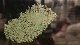 褐斑毒蛾、一名網友在家中窗戶發現一片綠色「蟲卵」，擔心地問：「到底是什麼？」照片曝光後，網友看得起雞皮疙瘩，紛紛直喊「有毒別碰！」（圖／翻攝自細說淡水臉書）