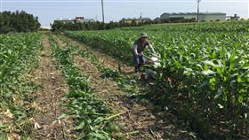 秋行軍蟲入侵  清水玉米田焚化銷毀台中市外埔區及清水區玉米田遭秋行軍蟲入侵，清水田區因土層深度不足，評估後決定採用焚化銷毀，16日啟動銷毀作業。（台中市政府提供）中央社記者郝雪卿傳真　108年6月16日