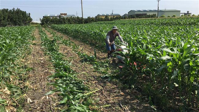 秋行軍蟲入侵！台中砍除焚化玉米田