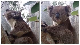 組合圖。（圖／翻攝自MrFlapsmcgee YouTube）