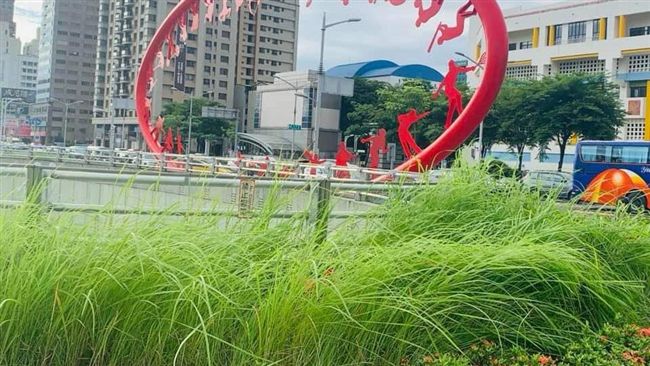 高雄雜草叢生…市民：打造熱帶雨林？
