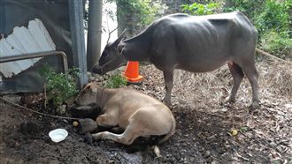 害婦摔車彈飛亡！肇事嫌疑水牛曝光了