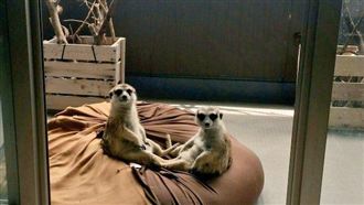 狐獴大叔坐姿曝光！網笑：工讀生出來