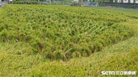 彰化田尾鄉水稻綑綁成一束一束／記者許書維攝