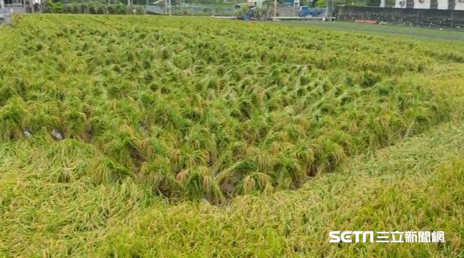 外星人入侵？彰化驚見水稻「被綁架」