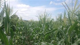 屏東縣府主動巡查秋行軍蟲（2）屏東縣已遭秋行軍蟲入侵，縣府農業處表示，17日起至21日針對縣內種植玉米地區，如高樹鄉、鹽埔鄉、新園鄉、車城鄉等共11個鄉鎮進行主動巡查。（屏東縣政府提供）中央社記者郭芷瑄傳真　108年6月17日