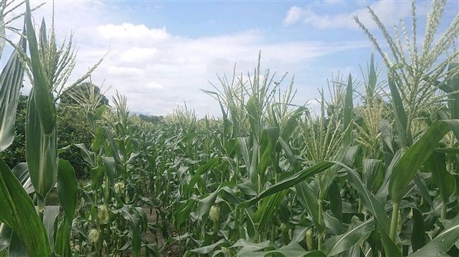 防秋行軍蟲二階段　劃管制區噴藥