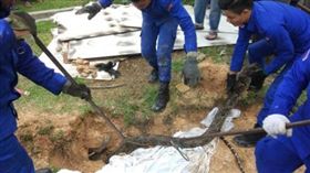 馬來西亞社區驚見3米巨蟒。(圖/翻攝自中國報)