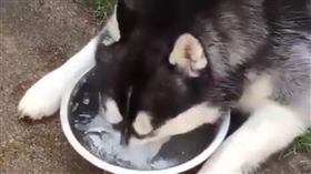 厭世狗喝水練憋氣。（圖／翻攝自●【爆笑公社】●）