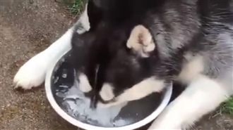 二哈又耍蠢！頭埋水盆吐泡「練憋氣」