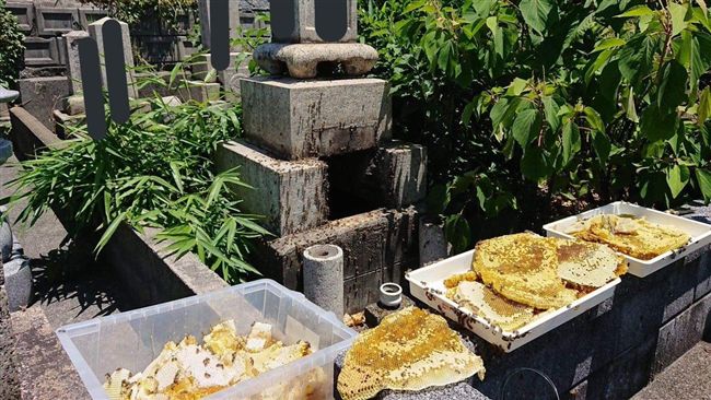白色蜂巢！隱居在骨灰室的古墓派蜜蜂