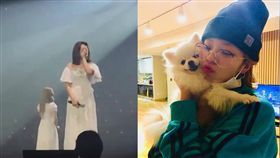 定延家愛犬Bbosong罹患胰臟炎當天離世。（圖／翻攝自IG）