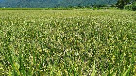 花蓮縣富里鄉啟動災害穀收購機制