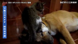 喵星人臉上放肆　狗狗沒反應睏嘎並軌