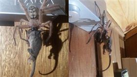 澳洲,獵人蛛,侏儒負鼠（圖／翻攝自Justine Latton臉書）