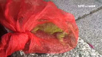 轎車撞3機車肇逃！車上綠鬣蜥嚇定格