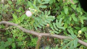 刺軸含羞木入侵　台東溪流面臨生態浩劫（1）被列為世界百大外來入侵種的刺軸含羞木入侵台東南迴溪流，林務局台東林區管理處呼籲民眾共同剷除，以降低刺軸含羞木對生態環境的衝擊。（台東林管處提供）中央社記者盧太城台東傳真　108年6月18日