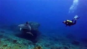 潛水客與豚共游（1）綠島一團潛水客日前在公館海域偶遇瓶鼻海豚，海豚調皮的和漁船競速，潛水時更自行靠近，和大家玩水近20分鐘。（庫達潛水教練蝦卷提供）中央社記者盧太城台東傳真  108年6月18日