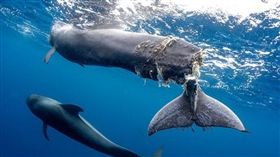 （圖／翻攝自francisperez000 IG）西班牙,短肢領航鯨