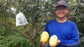 砍檳榔種夏雪芒果　屏東青農申請有機認證屏東縣潮州鎮40歲青農曾國揚響應政府政策砍除檳榔，將農地改種新品種芒果「夏雪」，並以有機栽培，申請到有機認證。（農糧署提供）中央社記者郭芷瑄傳真　108年6月18日