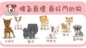 ▲脾氣最壞 最好鬥的狗狗（圖／愛你寵物網Lovepets）