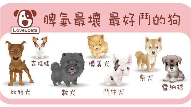 你家狗狗有上榜嗎 脾氣最壞 最好鬥的狗柴犬竟然也上榜 名家 三立新聞網setn Com