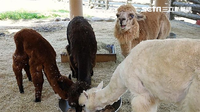 動物園連十天不開放　裡面上演這些事
