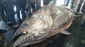 東港捕獲今年最大尾黑鮪魚（1）