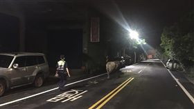 員警化身牧人　護送蹺家牛返家（1）　桃園警方10日夜間接獲民眾報案，指出有隻牛在敲家中大門，盼警方協助處理，警方到場時牛已轉往他處遊蕩，經查發現牛隻飼主人在外地，只好化身牧人協助牛隻返家。（警方提供）中央社記者吳睿騏桃園傳真　108年6月15日