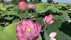 花影搖曳映綠葉　中社花市千坪荷花盛開夏日時節，台中后里中社花市內占地2000坪的荷花池已開放，美麗花姿在花田中綻放。（中社花市提供）中央社記者趙麗妍傳真　108年6月15日