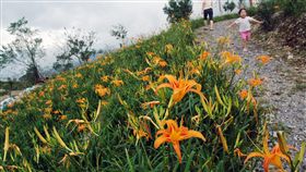 台東太麻里金針山原漢土地爭議多年台東縣太麻里金針山已成台東重要觀光景點，每年金針花海總吸引許多觀光客，但一般人不清楚的是，雖然行政區屬太麻里鄉，但金針山土地編列卻在民國59年被劃為原住民保留地，土地管轄權歸原民鄉鎮金峰鄉公所，從而引發許多爭議。（檔案照片）中央社記者盧太城台東攝　108年6月18日