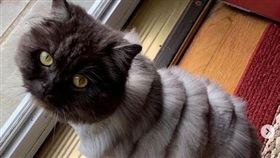 剃毛,貓咪,長歪,夏天,老虎。（圖／翻攝自ollietheslinkycat IG）