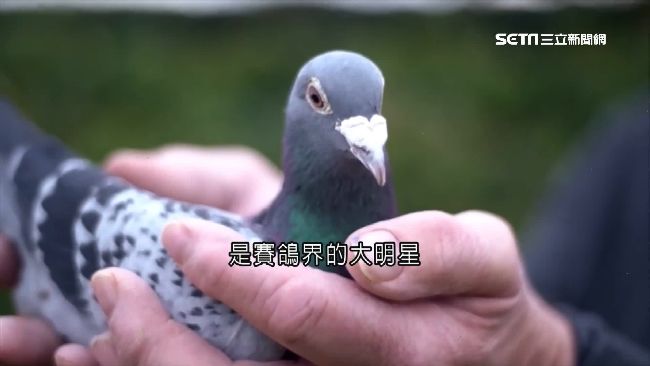 僅5%飼主能致富！冠軍賽鴿身價千萬
