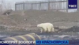 飢餓,北極熊,俄羅斯,城市,垃圾堆,覓食（圖／翻攝自ТАСС twitter）