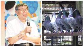 ▲柯文哲、鴿子（組合圖，資料畫面）