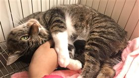 動物之家浪犬貓進駐店面　增加認養機會台北市動物之家犬貓收容數量漸增，動保處28日宣布與9間商家合作，讓流浪犬貓進駐店面，增加曝光機會。圖為認養貓。（動保處提供）中央社記者劉建邦傳真　108年3月28日