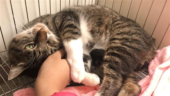 動保：犬貓滿3月齡絕育後才開放認養